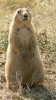 PICTURES/Devils Tower - Wyoming/t_PD Poser3.JPG